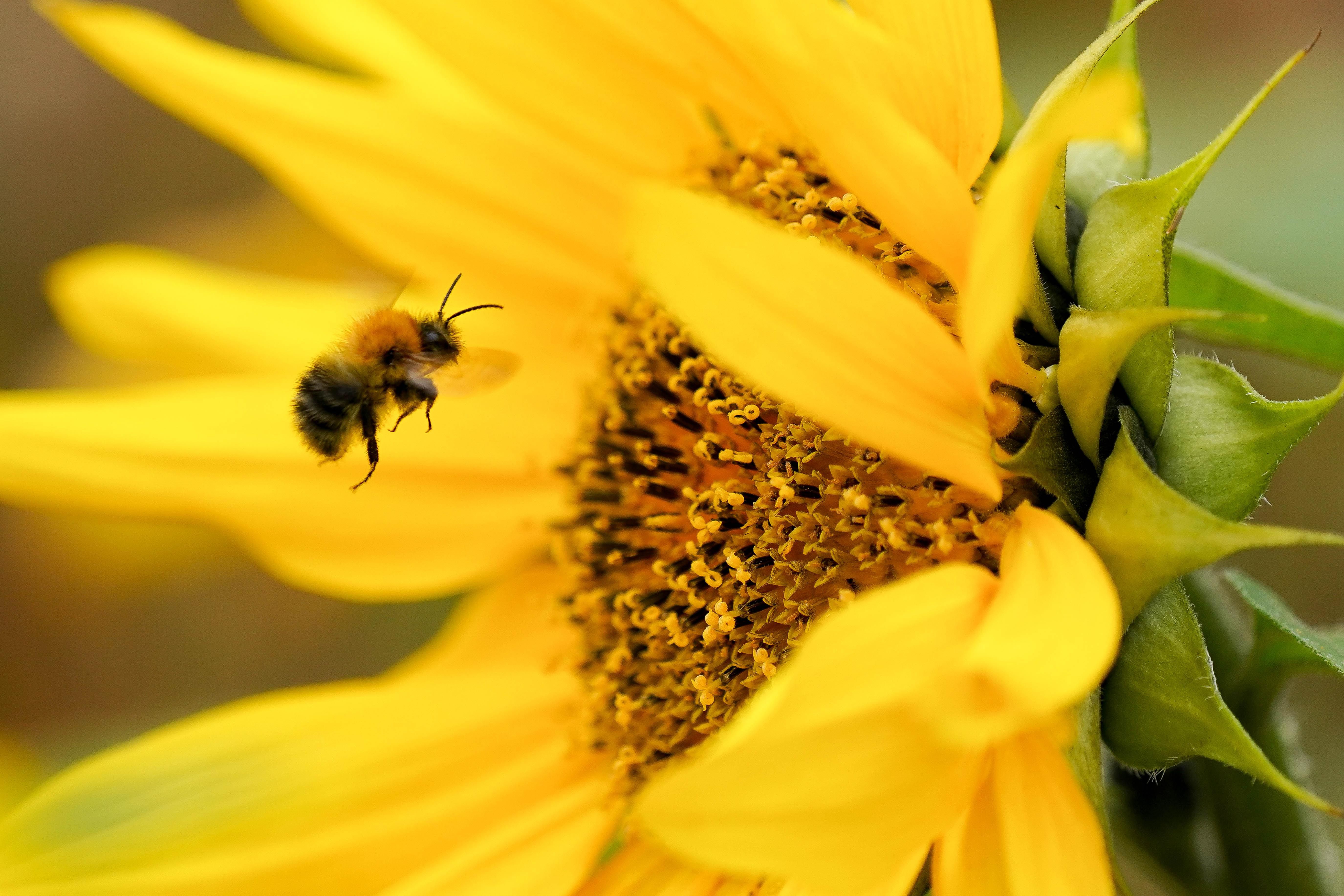 Не виходячи з подвір’я: 5 простих кроків, які врятують життя бджолам - Агро