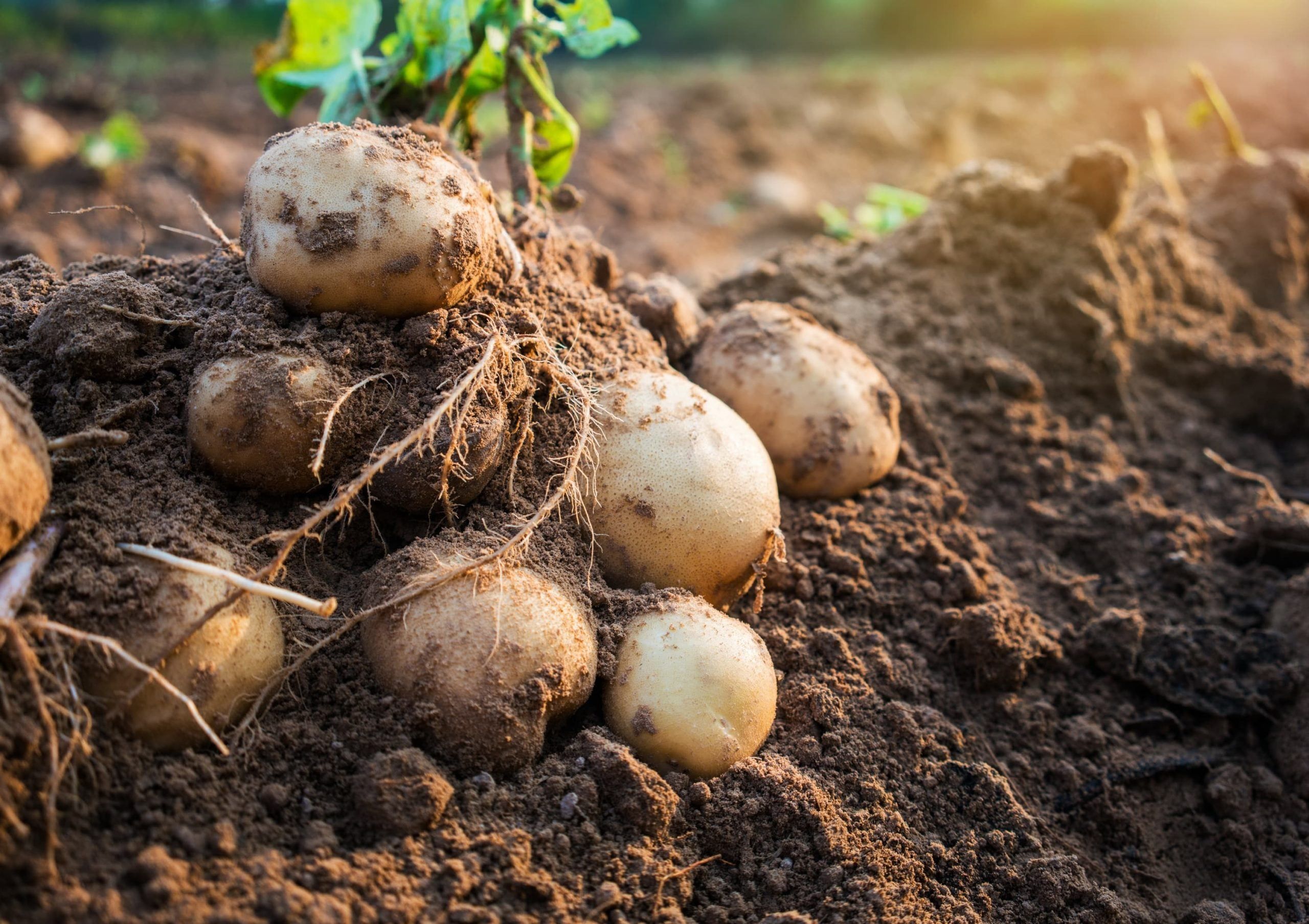 Оце так поворот: Україна стала найбільшим постачальником картоплі в Білорусь - новини Білорусь - Агро