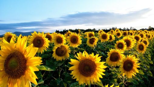 BASF виводить на ринок перший гібрид соняшника традиційної системи вирощування