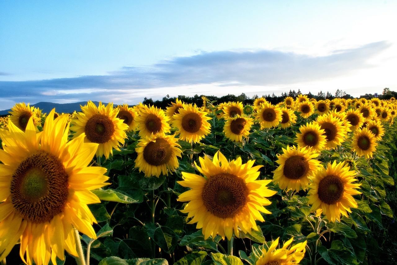 BASF виводить на ринок перший гібрид соняшника традиційної системи вирощування - Україна новини - Агро
