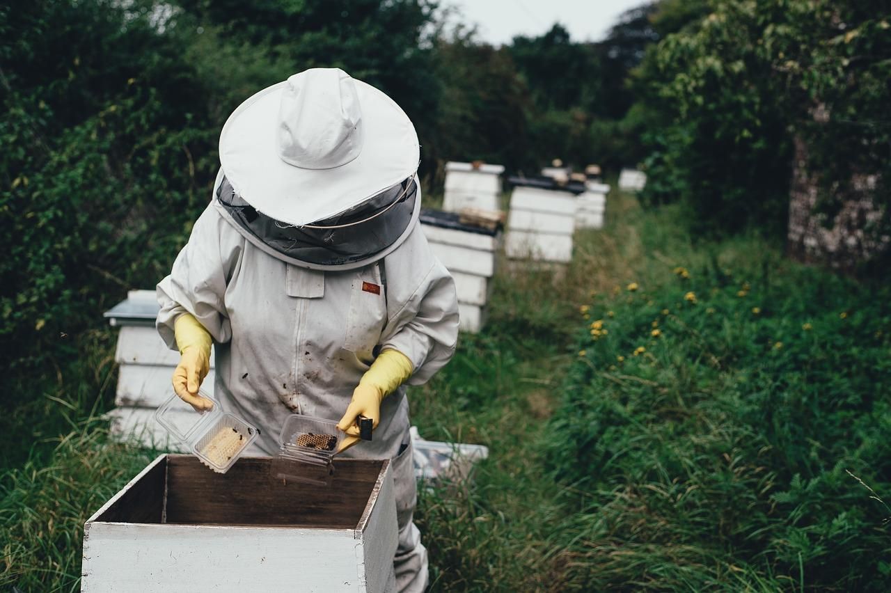Пандемія спровокувала ріст цін на продукти бджільництва - Україна новини - Агро