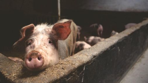 Последствие Brexit: в Великобритании уничтожат до 120 тысяч свиней из-за дефицита работников