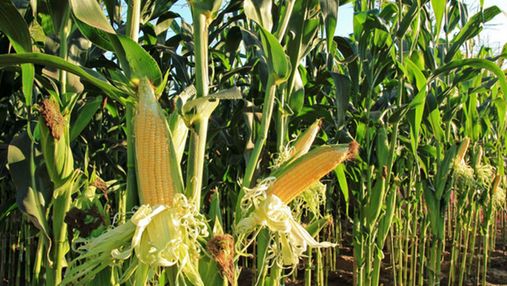 Без жодних шансів: Україна випередила Росію за врожайністю кукурудзи