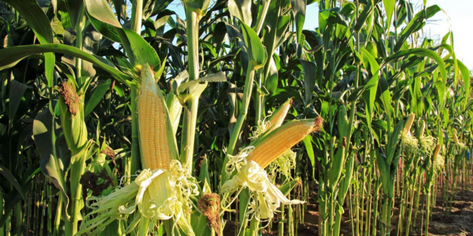 Без шансов: Украина опередила Россию по урожайности кукурузы - Агро