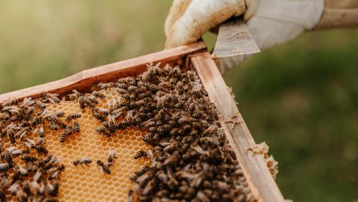По сусідству з бджолами: в Англії готель облаштовує незвичайні будинки 
