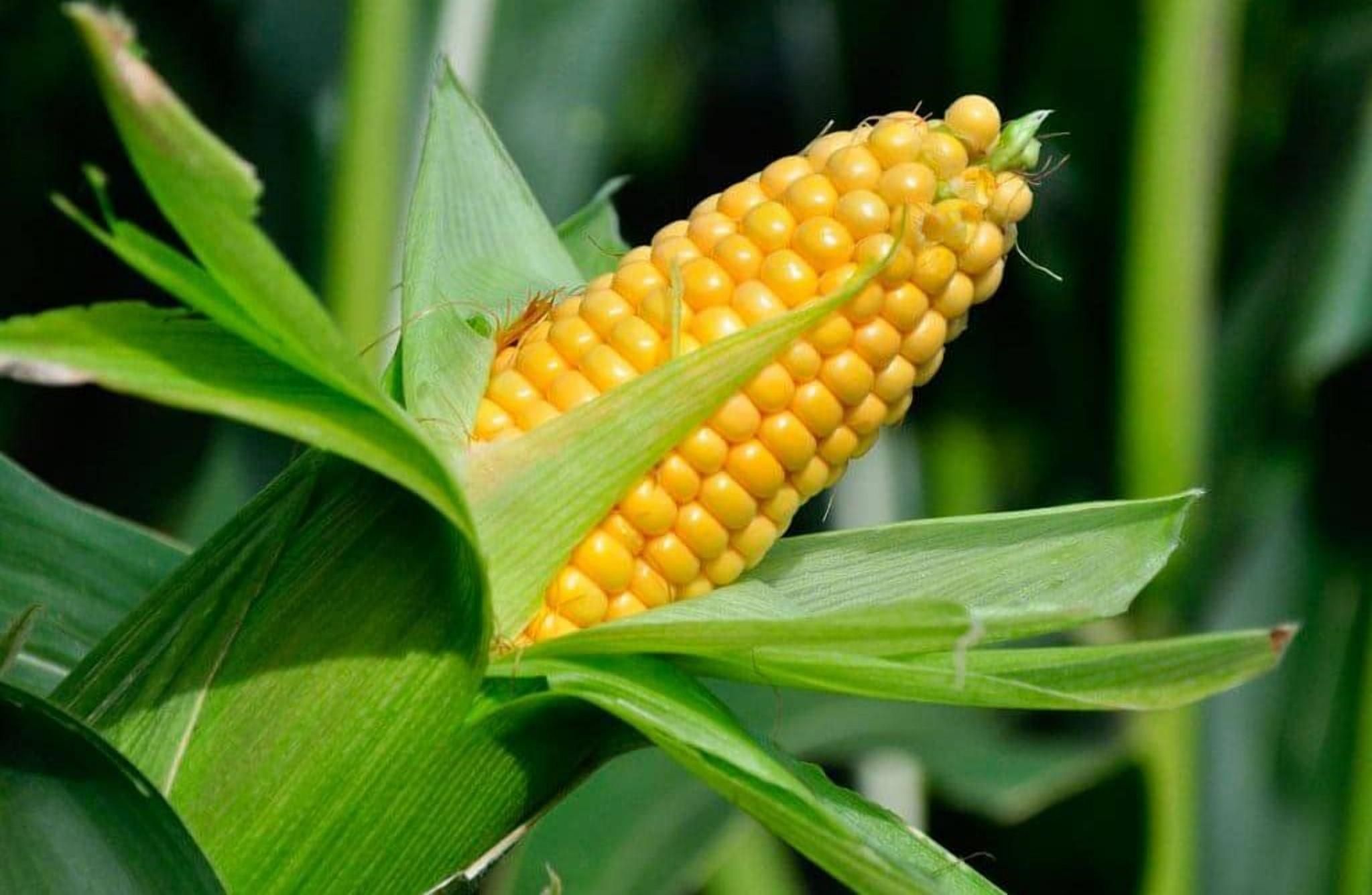 Солодка кукурудза: скільки можна заробити - Агро