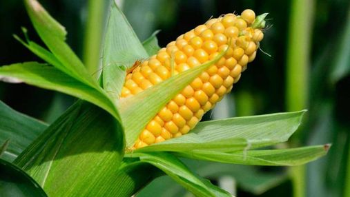 Сладкая кукуруза: сколько можно заработать