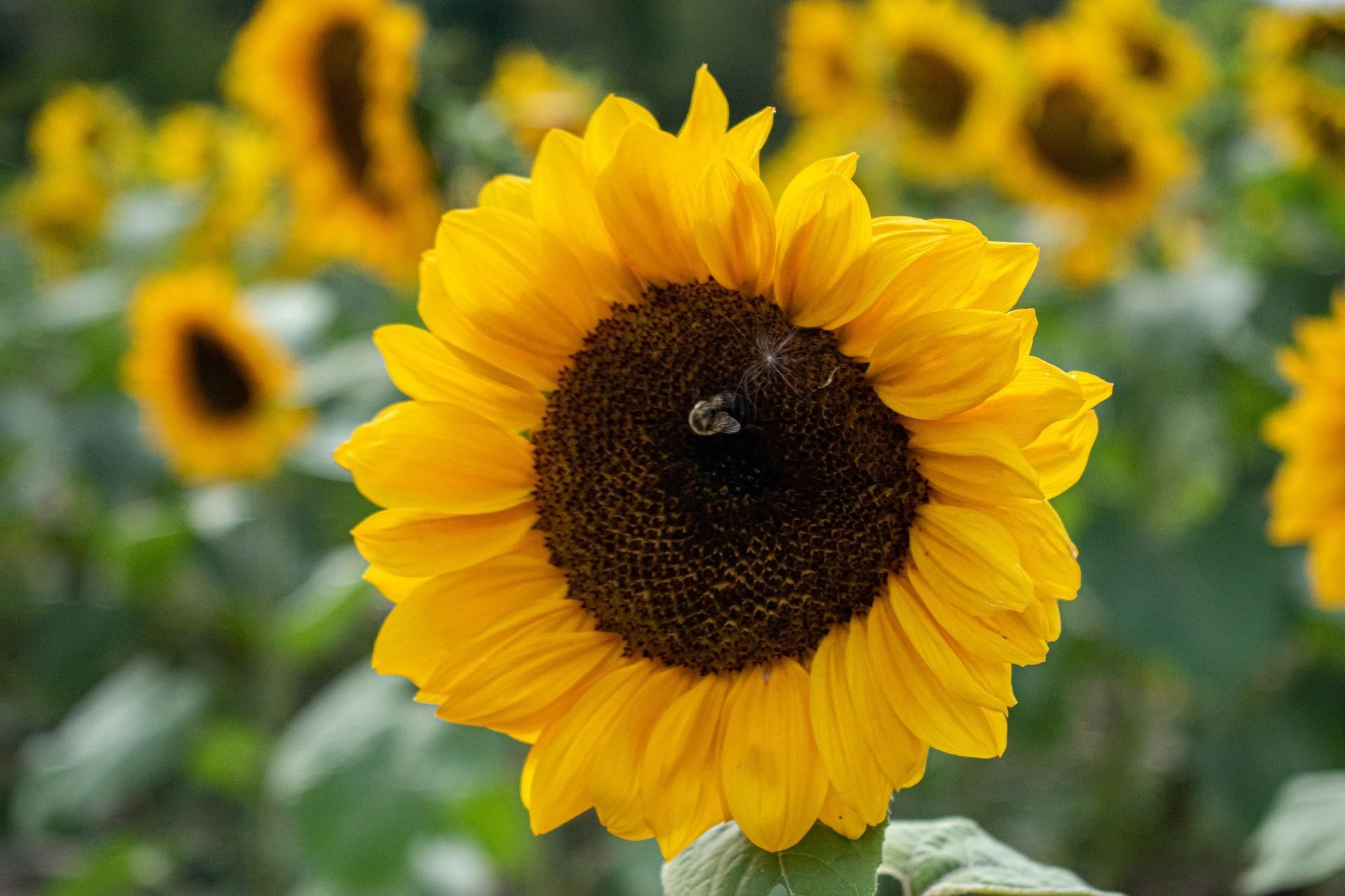 Ріст ціни соняшника: відома причина - 8 октября 2021 - Агро Ріст ціни соняшника: відома причина - 8 октября 2021 - Агро