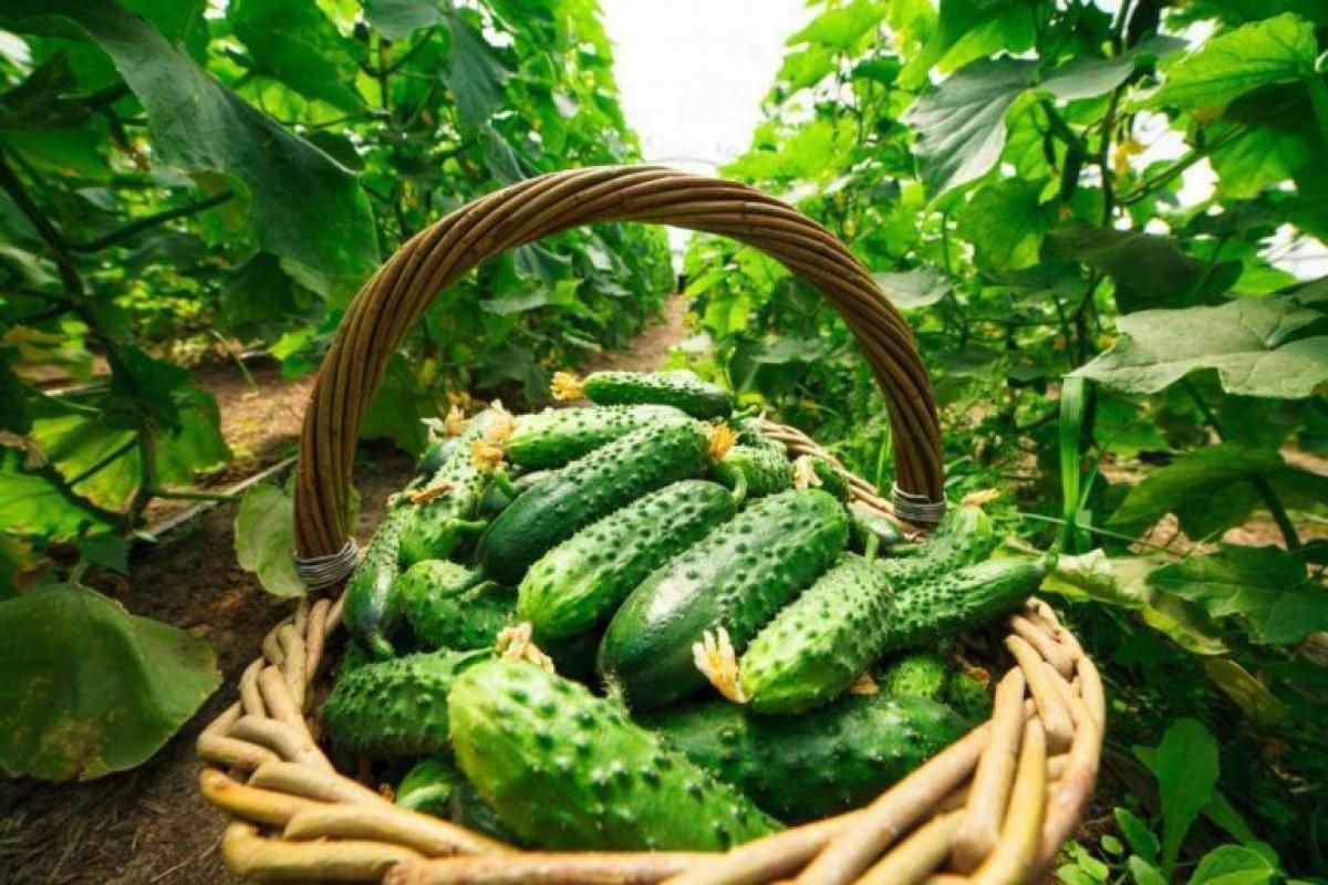 Коли краще зривати тепличні огірки: поради фермера - Агро