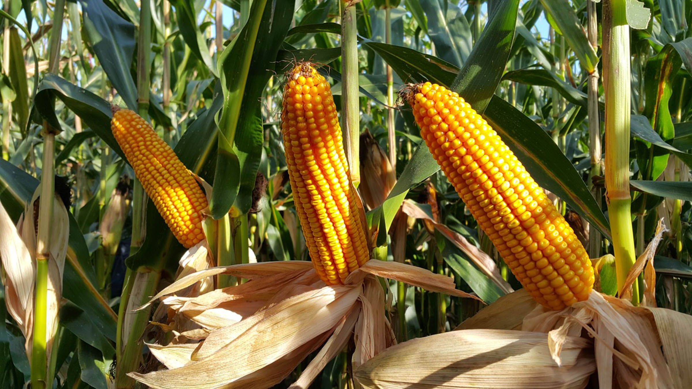 Загроза врожаю: заморозки можуть знищити пізню кукурудзу - 10 октября 2021 - Агро