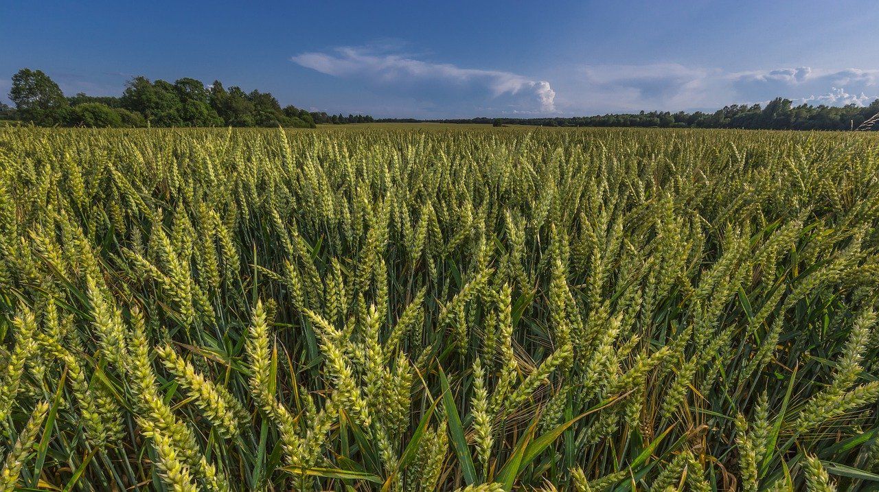 На схилах урожайність пшениці суттєво зменшується – дослідження - 11 октября 2021 - Агро