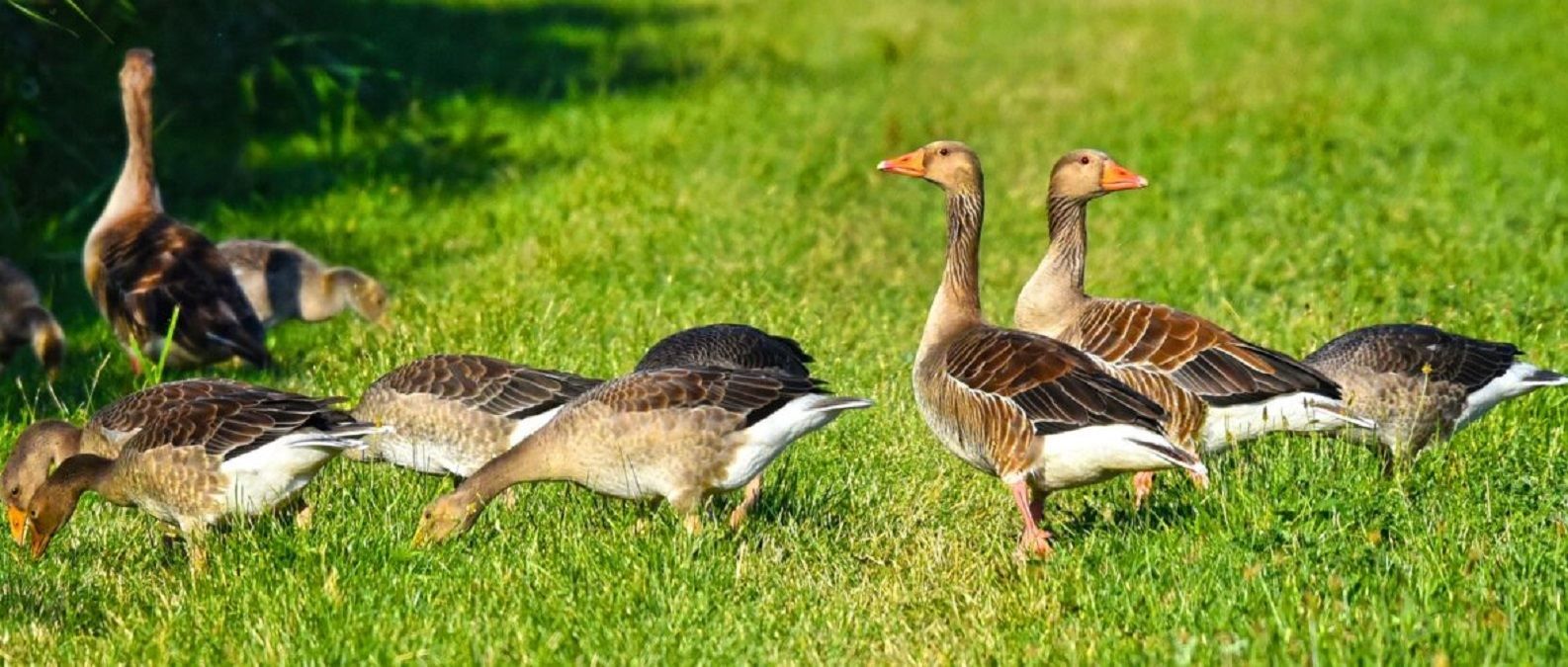 Польські фермери втратили 1200 гусей: чому так сталося і які збитки - Агро Польські фермери втратили 1200 гусей: чому так сталося і які збитки - Агро