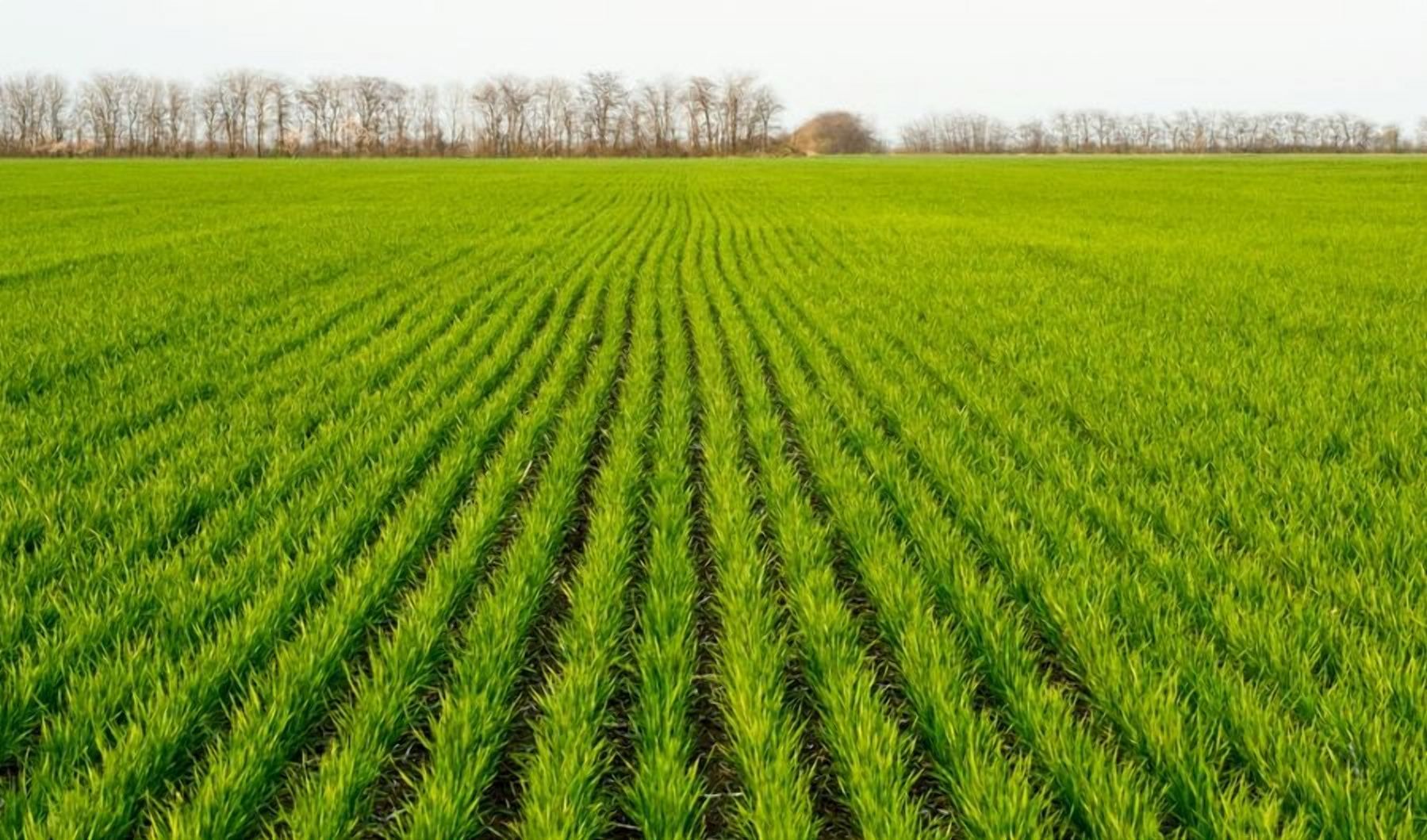 Озима пшениця: в Україні збільшили площу посівів - Агро