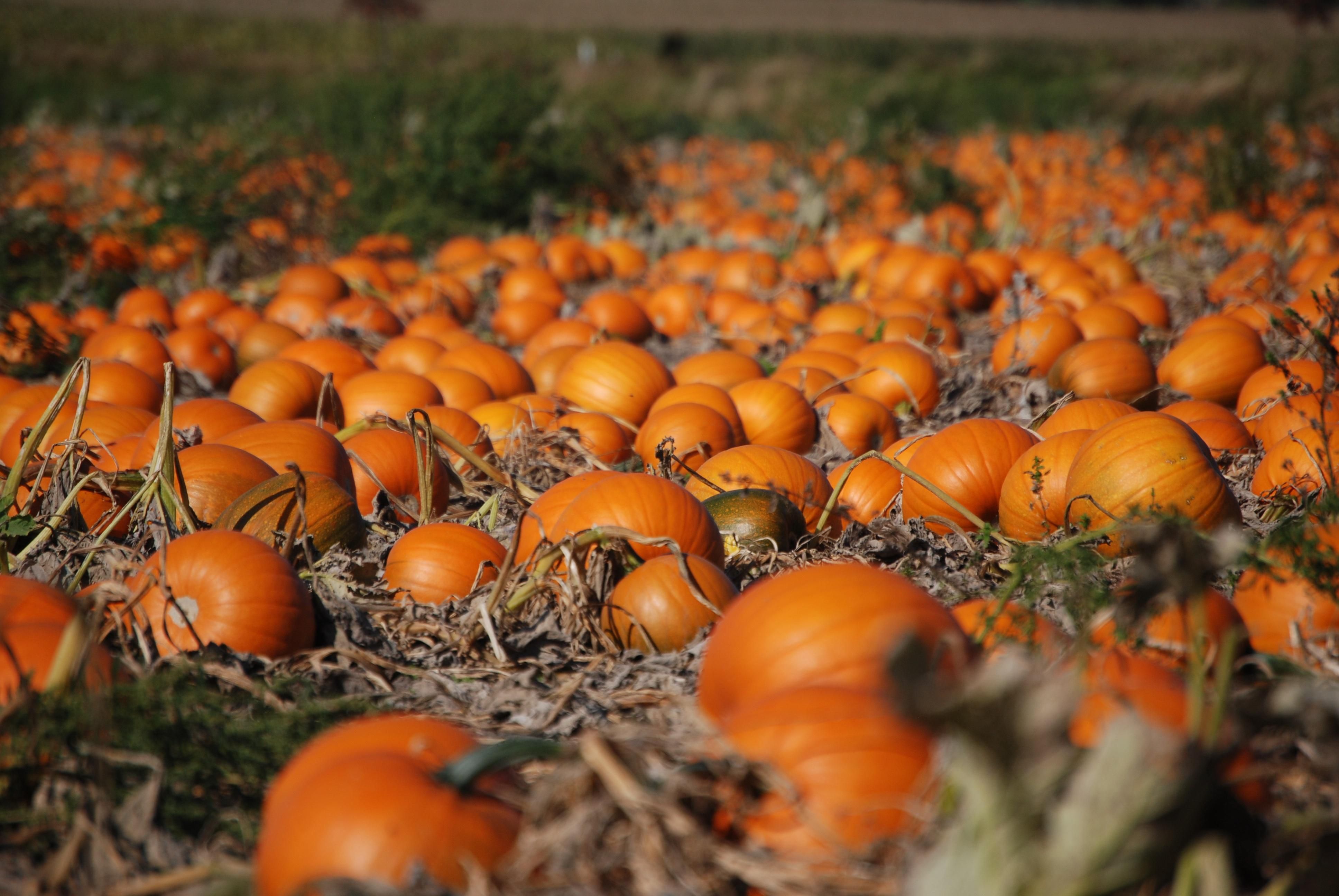 Україна залишилась серед світових лідерів за вирощуванням гарбузових - Агро Україна залишилась серед світових лідерів за вирощуванням гарбузових - Агро