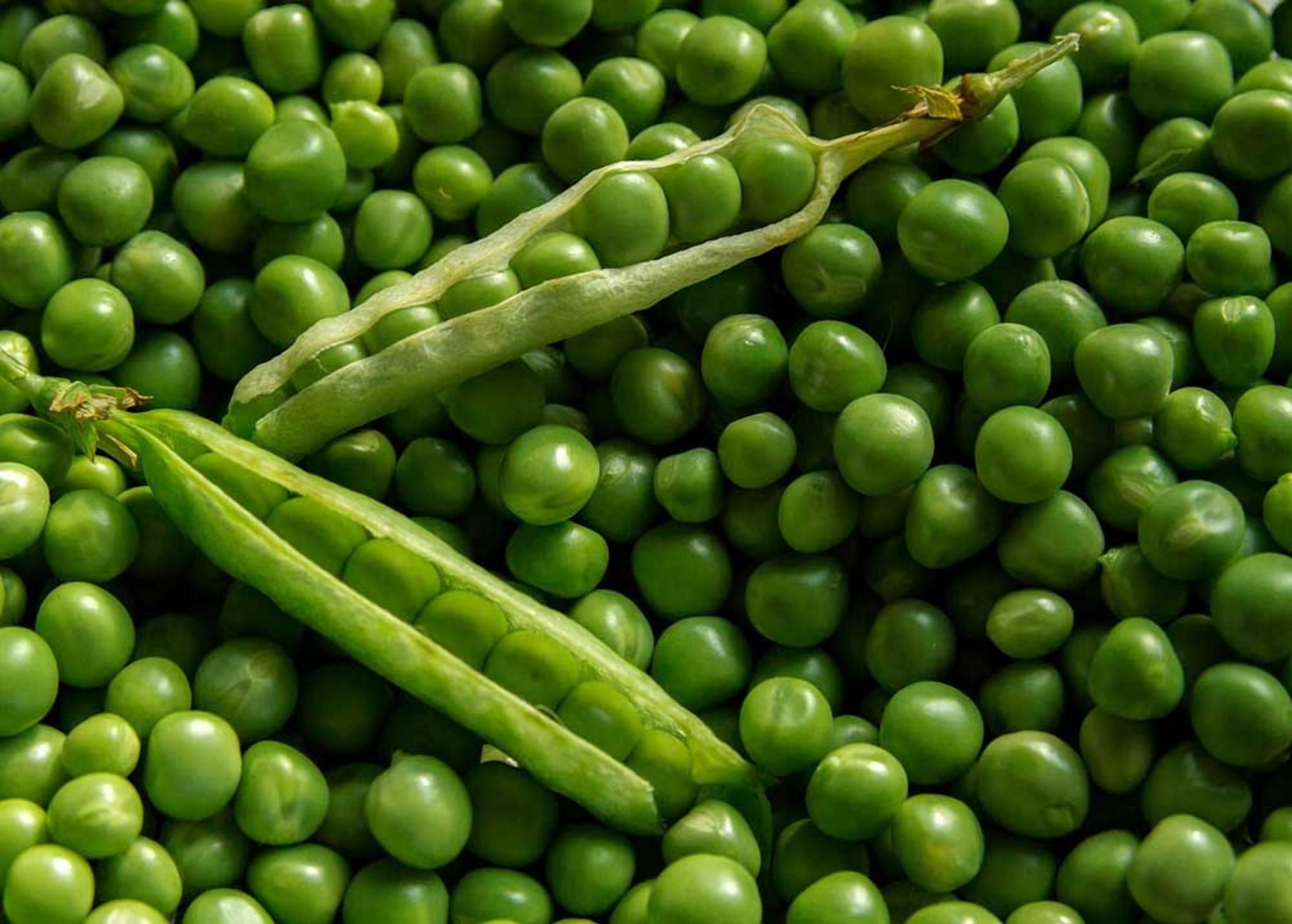 Стійкість до звороб та раннє дозрівання: в Україні вивели нові сорти гороху - 18 октября 2021 - Агро Стійкість до звороб та раннє дозрівання: в Україні вивели нові сорти гороху - 18 октября 2021 - Агро