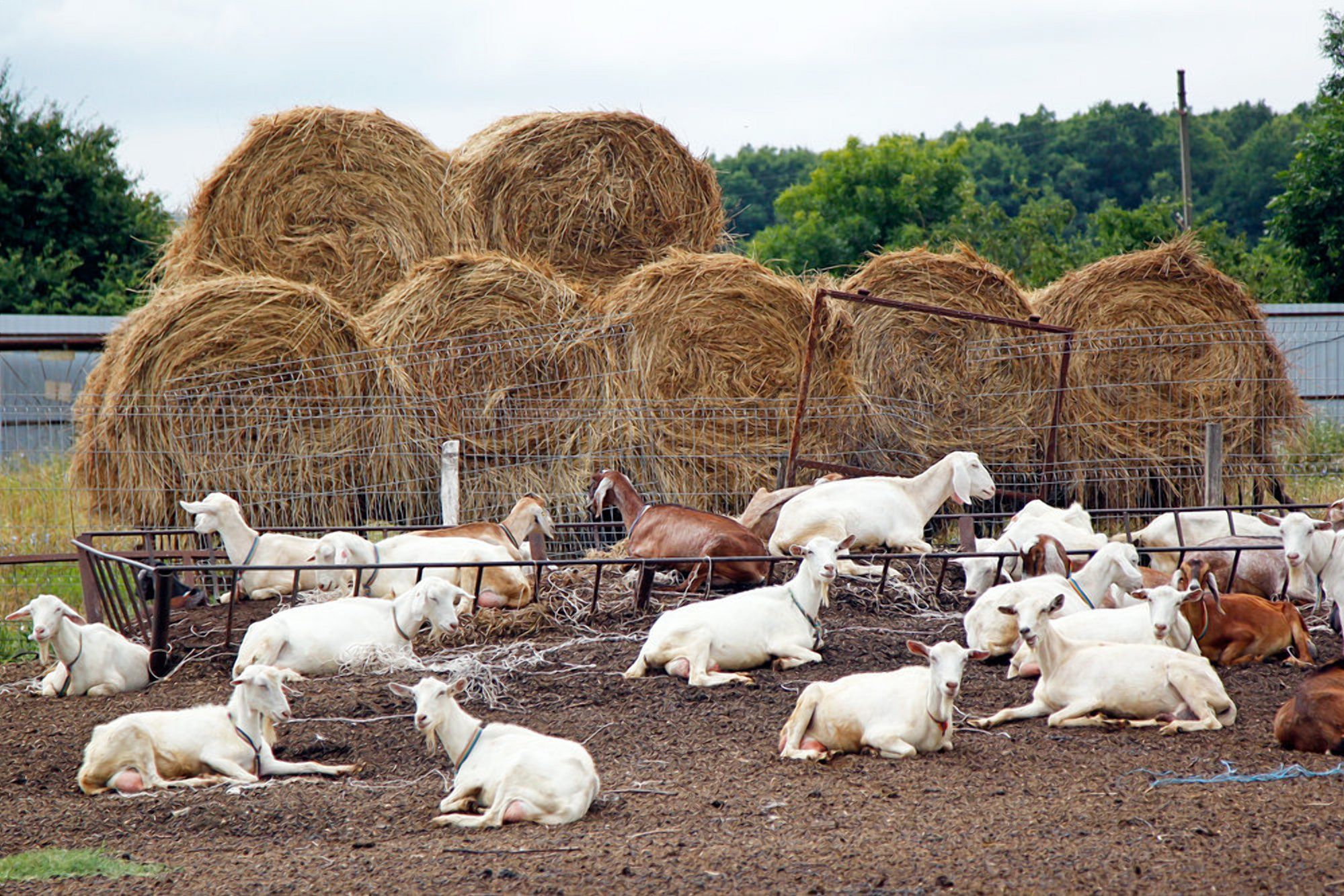Поголів'я сільгосптварин: в Україні зафіксовано різке падіння - 19 октября 2021 - Агро Поголів'я сільгосптварин: в Україні зафіксовано різке падіння - 19 октября 2021 - Агро