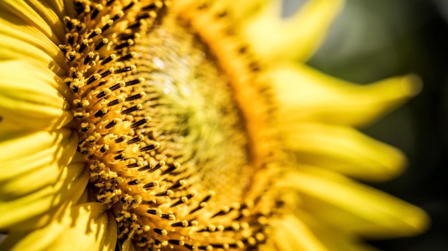 Подсолнечник Подсолнечник