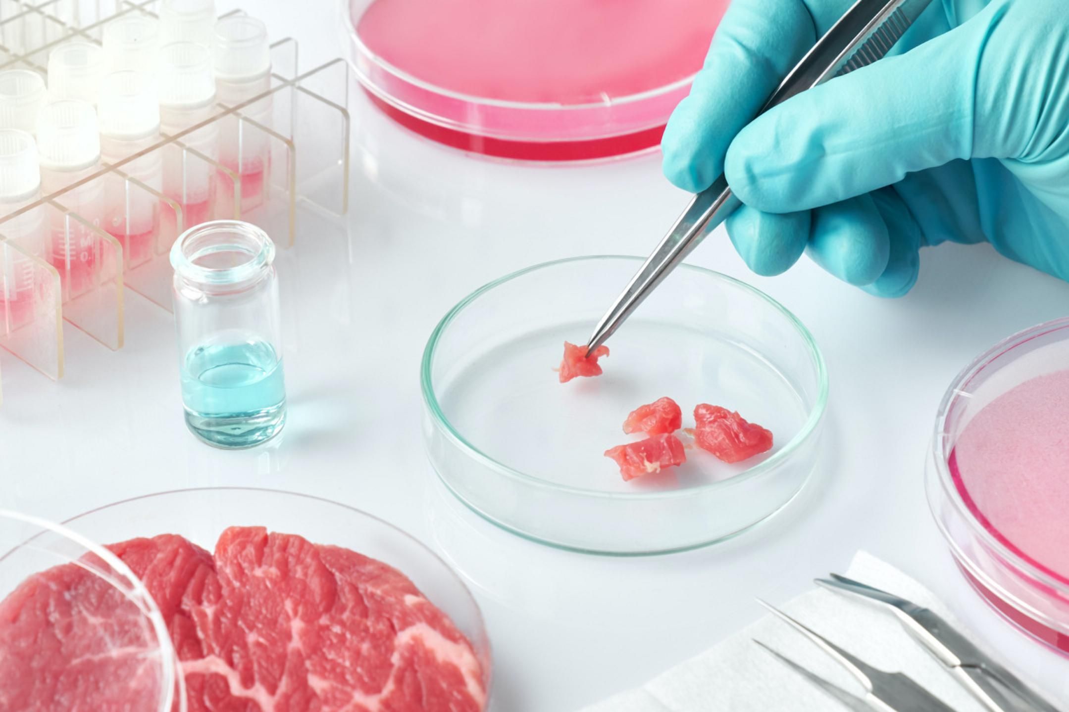 М'ясо з водоростей: у Канаді працюють над інноваційним продуктом - Агро