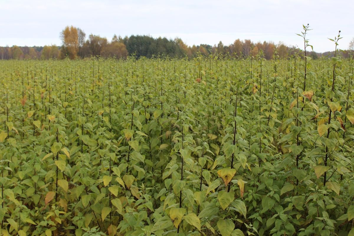 Топинамбур Топинамбур