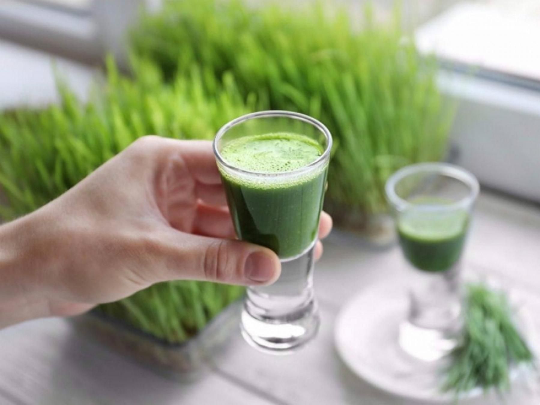 Сок из пшеницы: полезный напиток приобретает популярность - Агро Сок из пшеницы: полезный напиток приобретает популярность - Агро