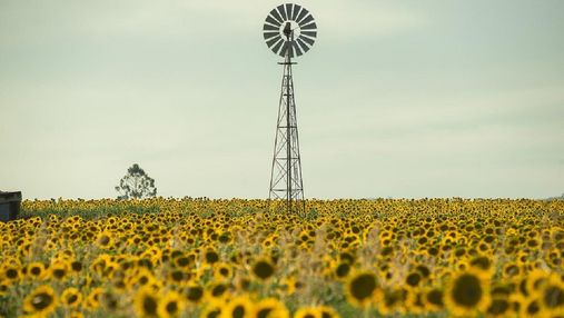 Рекорду не буде: дані врожайності соняшника в Україні