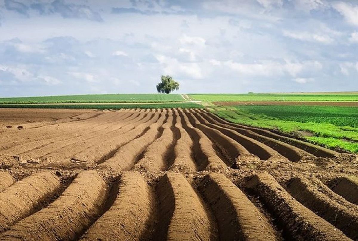 Цена земли, дорогой картофель и выгодный топинамбур: важнейшие агроновости недели