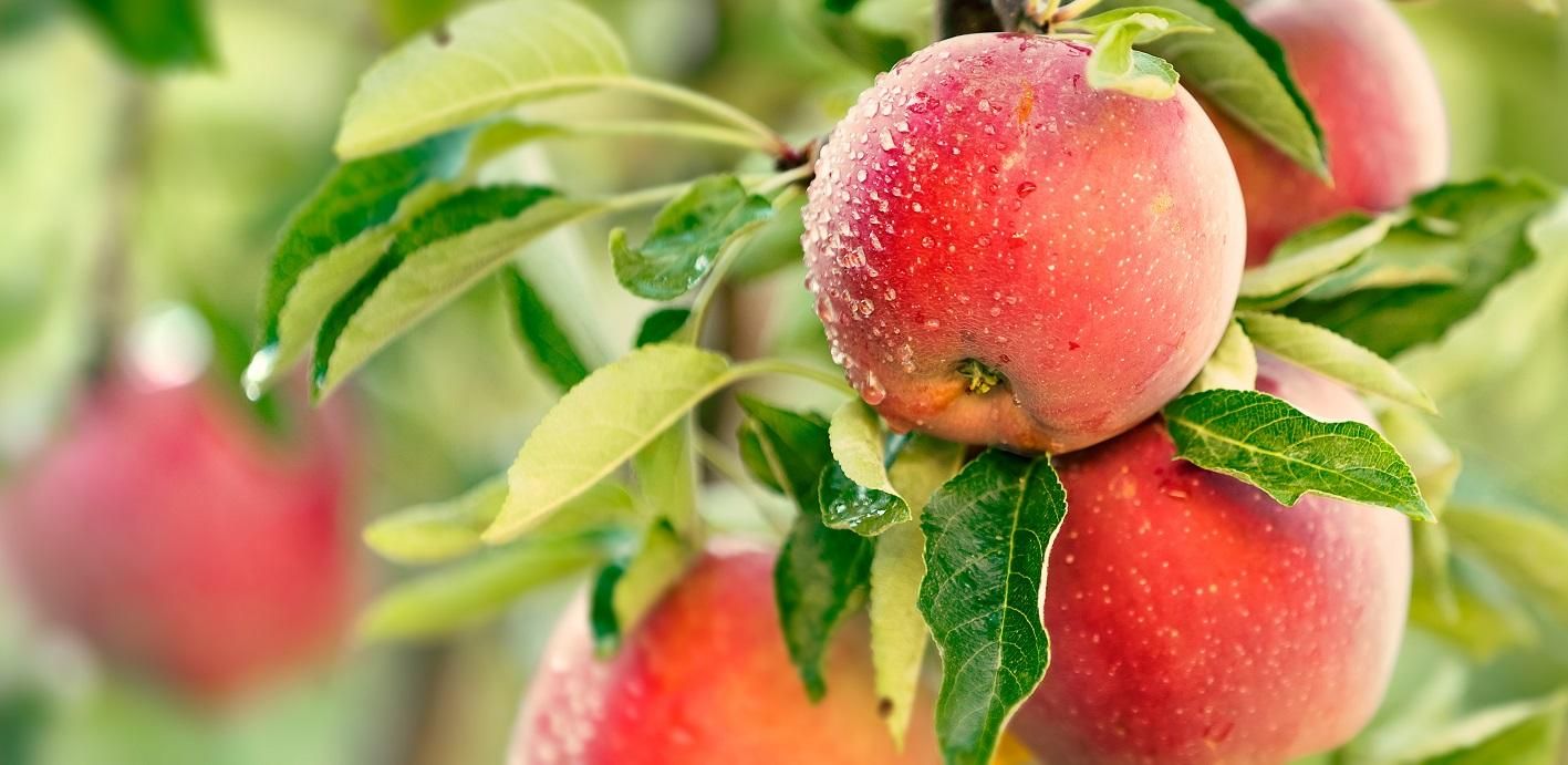 45 біопрепаратів у портфоліо: як BASF переводить захист рослин у sustainable-формат - Україна новини - Агро 45 біопрепаратів у портфоліо: як BASF переводить захист рослин у sustainable-формат - Україна новини - Агро