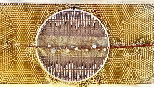 Пчелиный арт: художница создает замечательные картины вместе с насекомыми