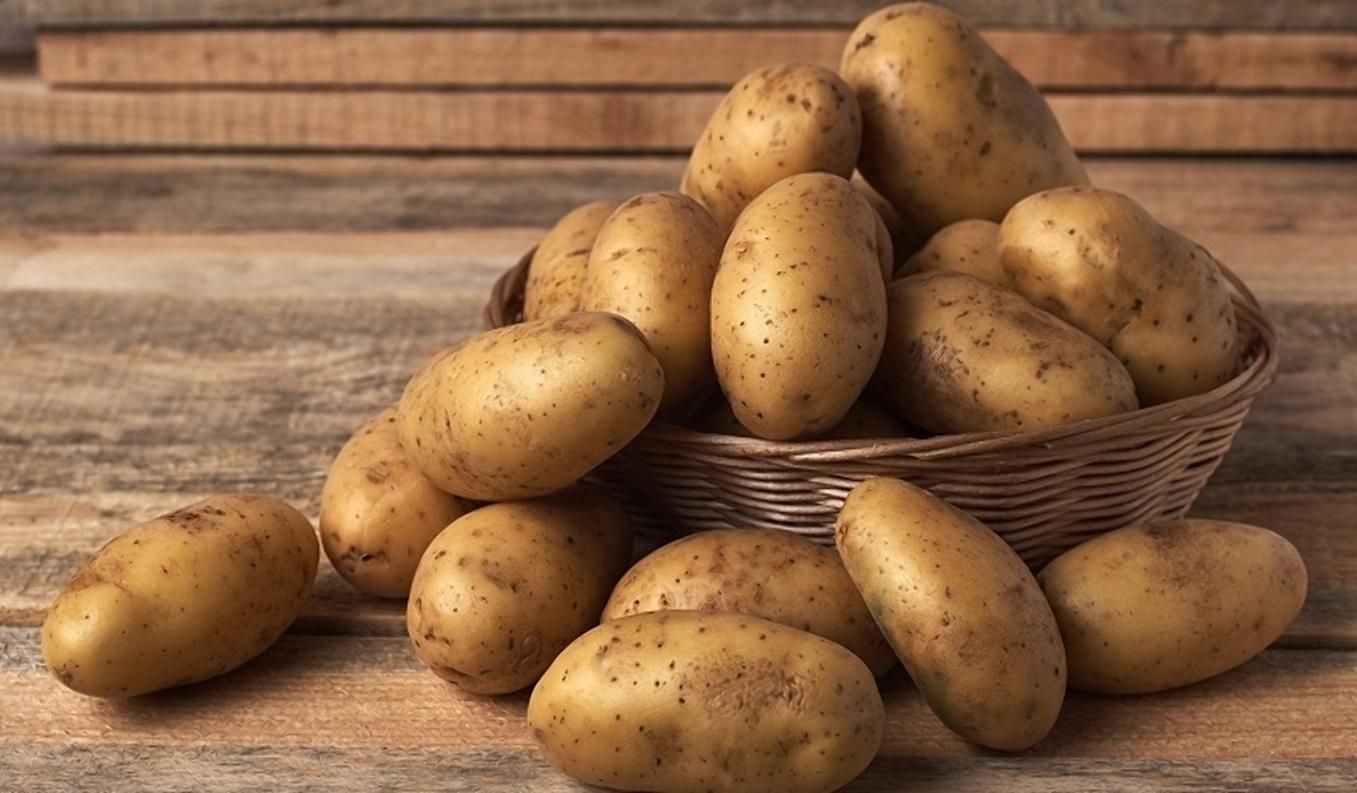 Мороз – не проблема: ученые вывели новый сорт картофеля - Агро