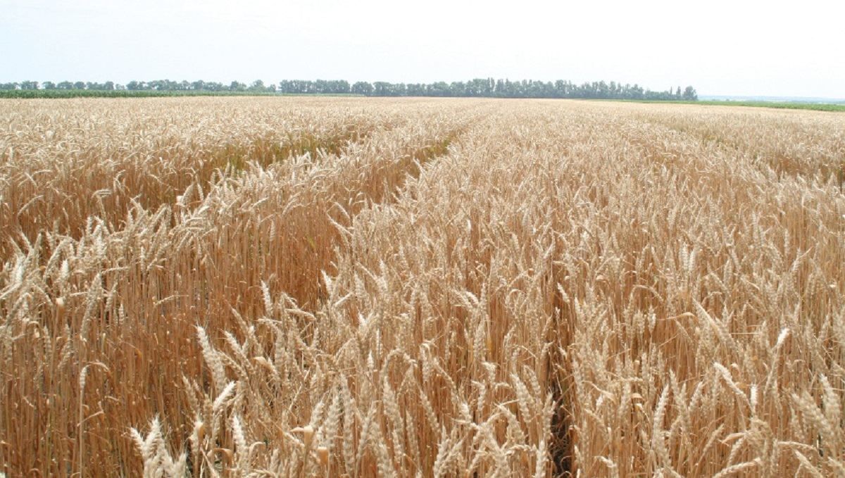 Пшениця Пшениця