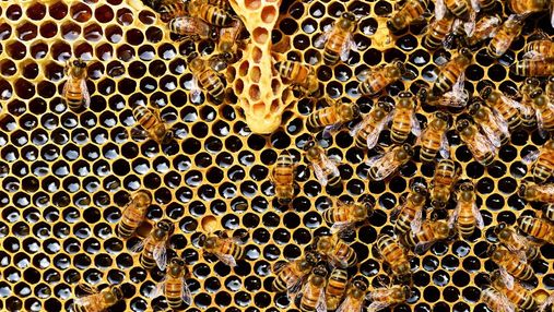 Україна вдвічі зменшила експорт меду: виробники вичікують