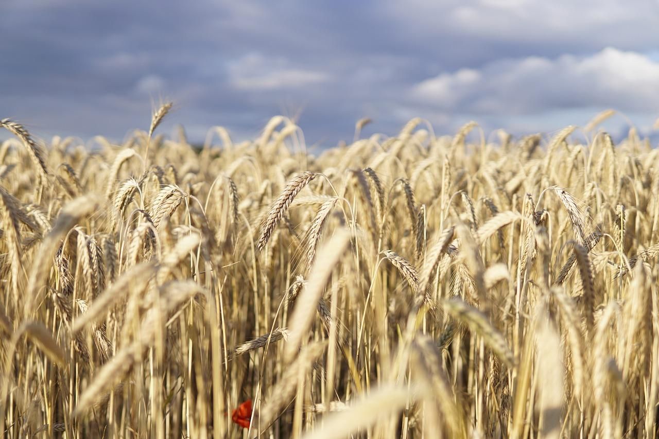 200 мільярдів доларів щорічно втрачає Україна через неефективний експорт зерна, – НААН - Агро