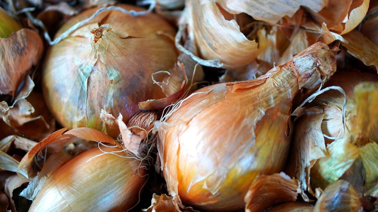 Українська цибуля б’є світові рекорди - Агро Українська цибуля б’є світові рекорди - Агро