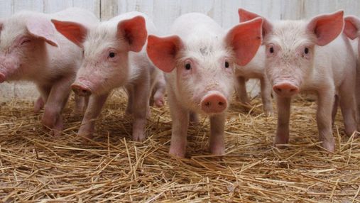 Фермери в Україні скорочують поголів'я свиней: які будуть наслідки