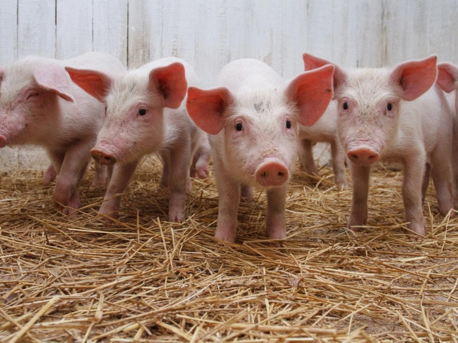 Фермери в Україні скорочують поголів'я свиней: які будуть наслідки - Агро