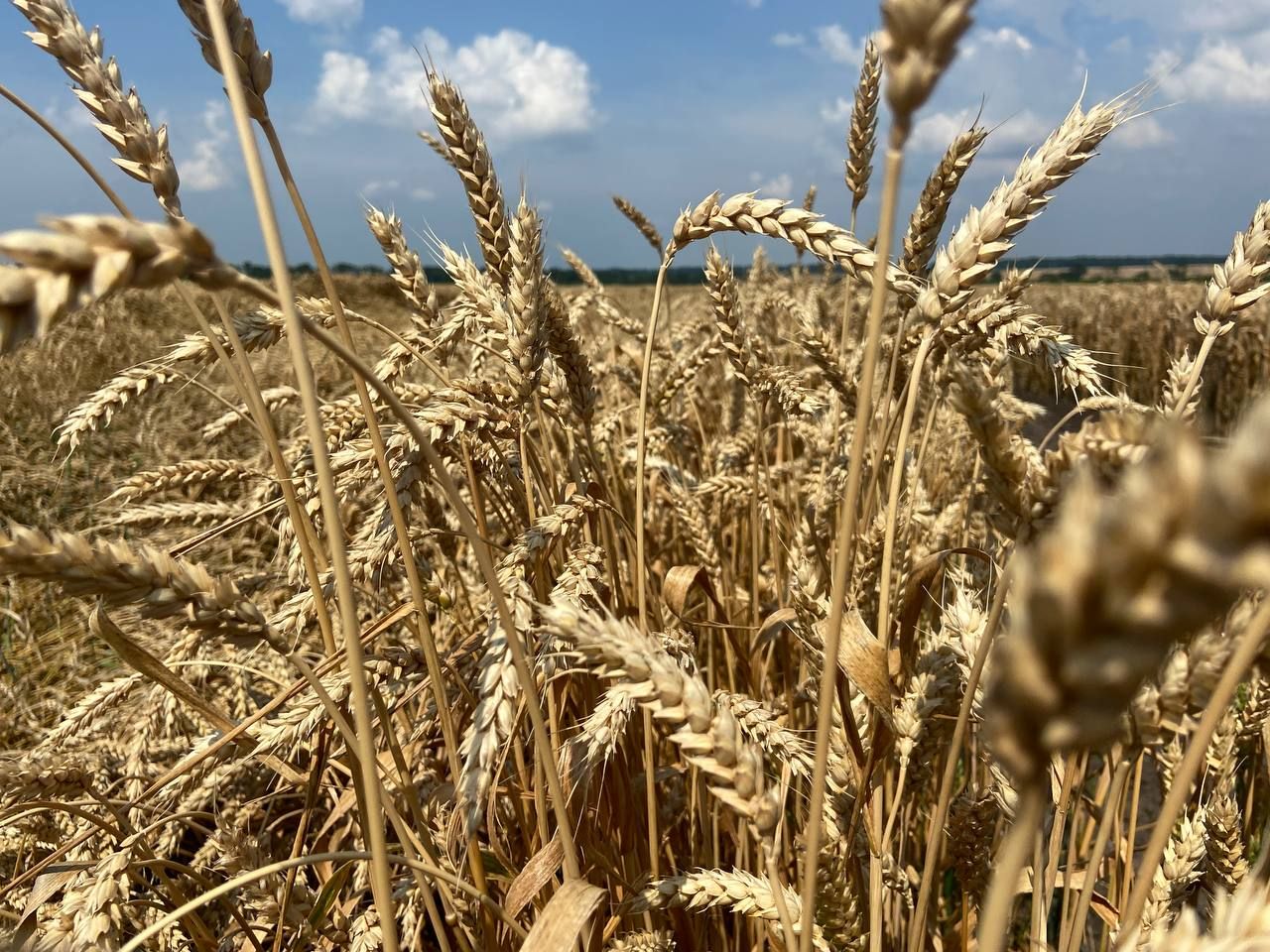 Производство кукурузы существенно сократится: какая причина - Агро Производство кукурузы существенно сократится: какая причина - Агро
