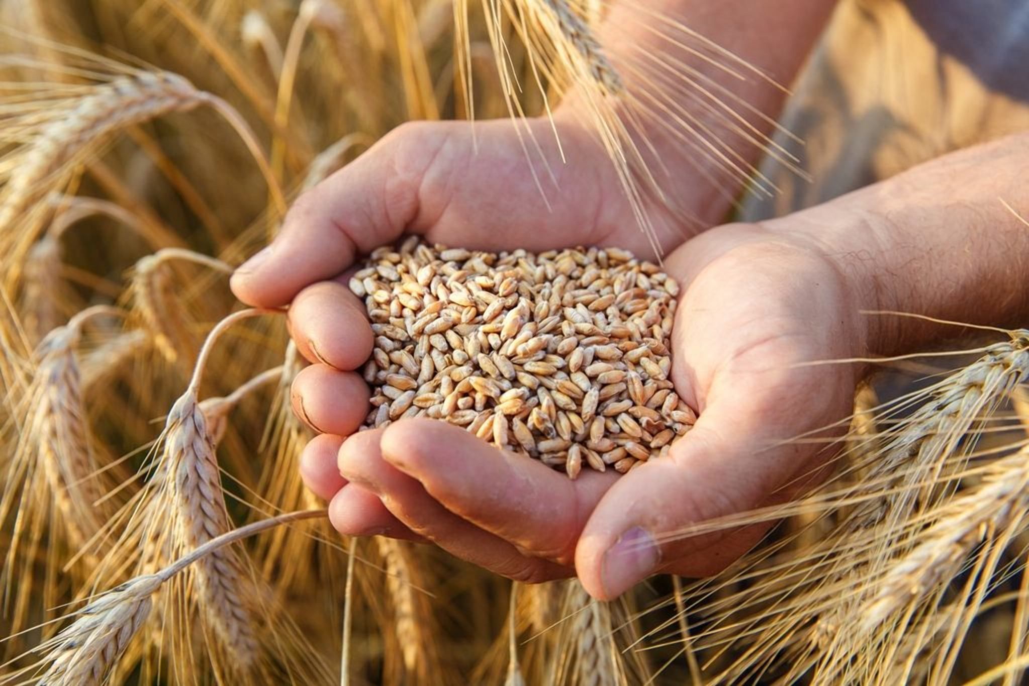 Конкурент Украины: Китай снова собрал рекордный урожай зерна - Агро