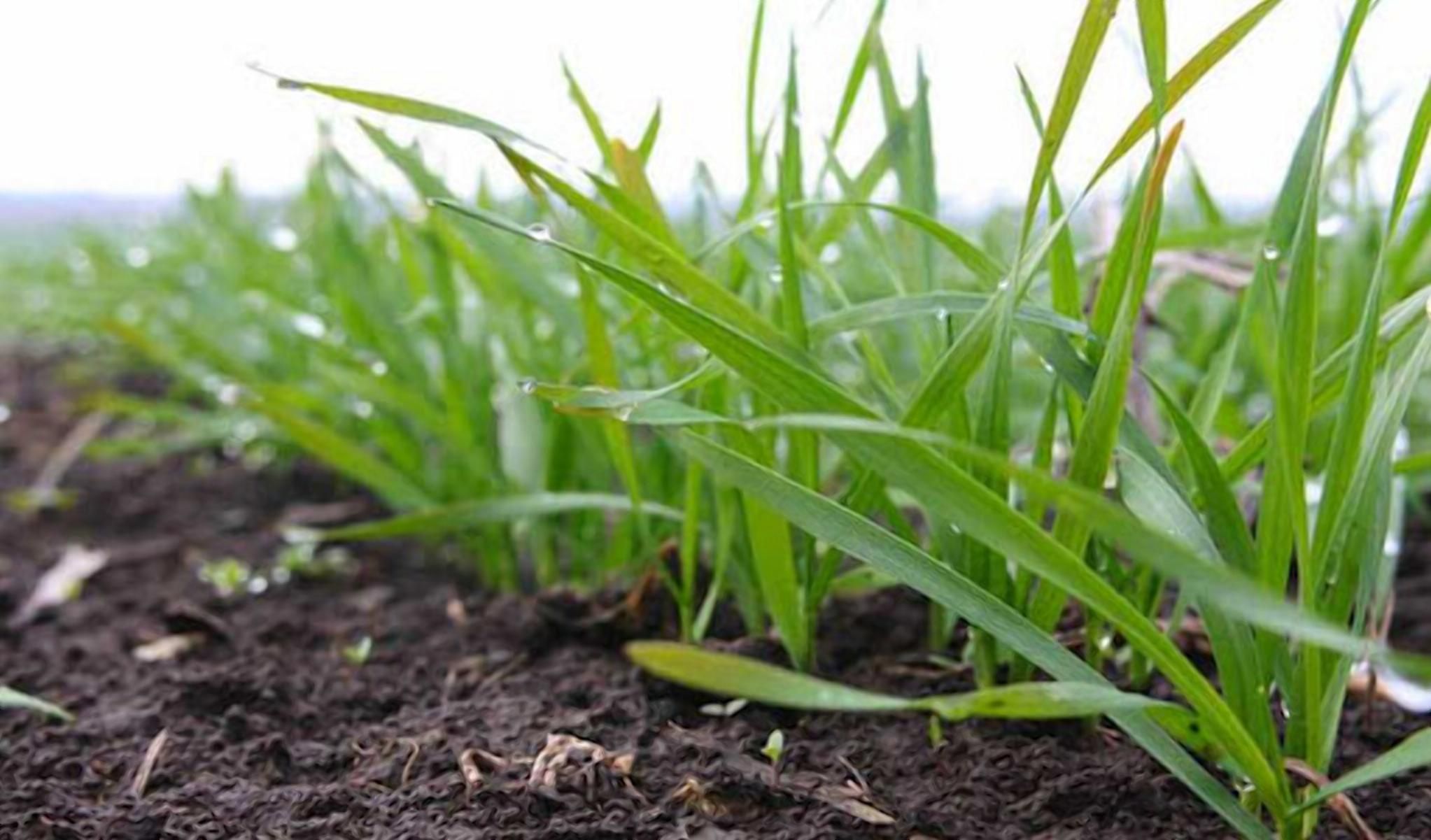 Погода проти озимини: яка небезпека виникла для майбутнього урожаю - Агро Погода проти озимини: яка небезпека виникла для майбутнього урожаю - Агро