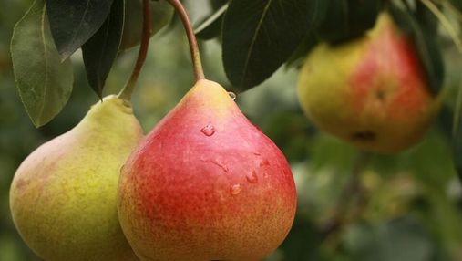 Золотая жила: дефицит какого фрукта в ЕС обогатит польских садоводов