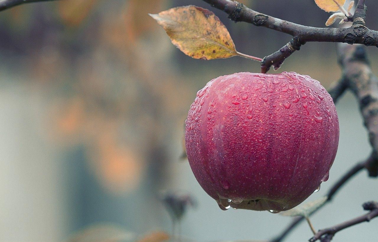 Фермери можуть залишити яблука на деревах - Агро