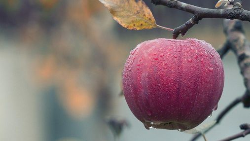 Фермеры могут оставить яблоки на деревьях