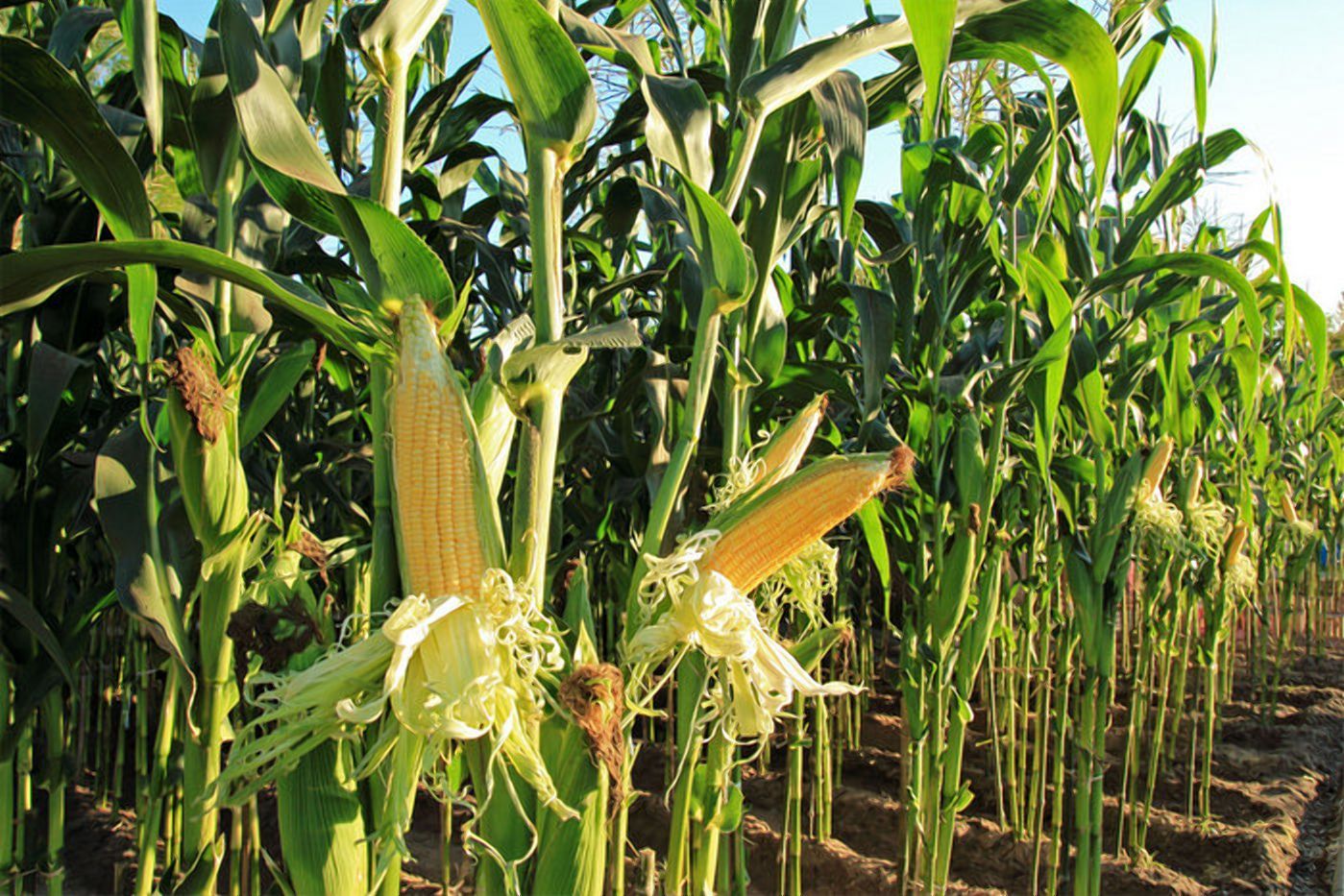 Аграрії залишають кукурудзу на полях: яка причина - Агро