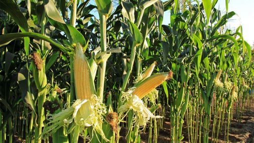 Аграрии оставляют кукурузу на полях: какая причина