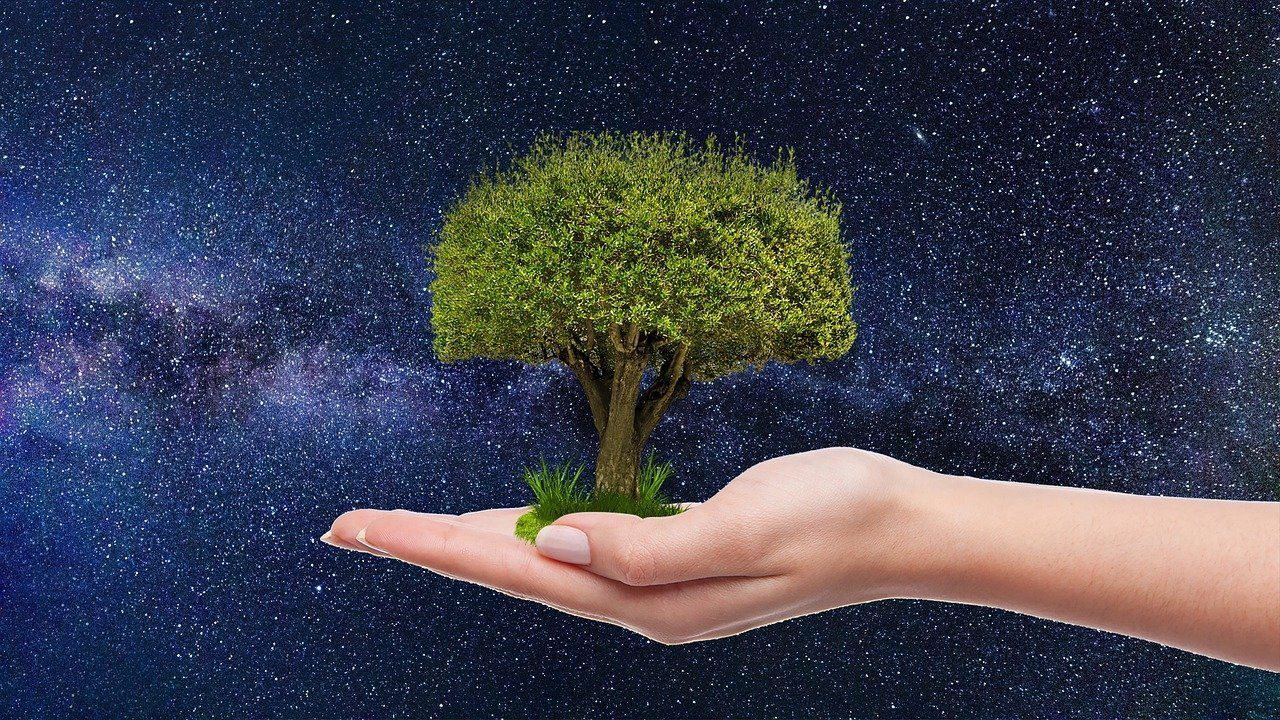 Як збільшити площу лісів на 1 мільйон в реальності, а не на папері - Україна новини - Агро Як збільшити площу лісів на 1 мільйон в реальності, а не на папері - Україна новини - Агро