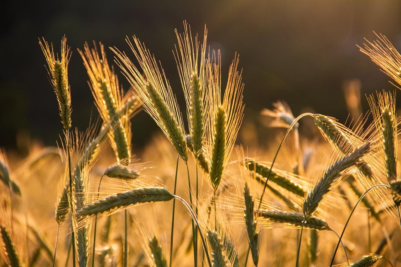 Дії Росії спричинили стрімке зростання цін на пшеницю - Агро