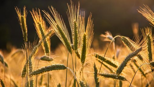 Действия России спровоцировали стремительный рост цен на пшеницу