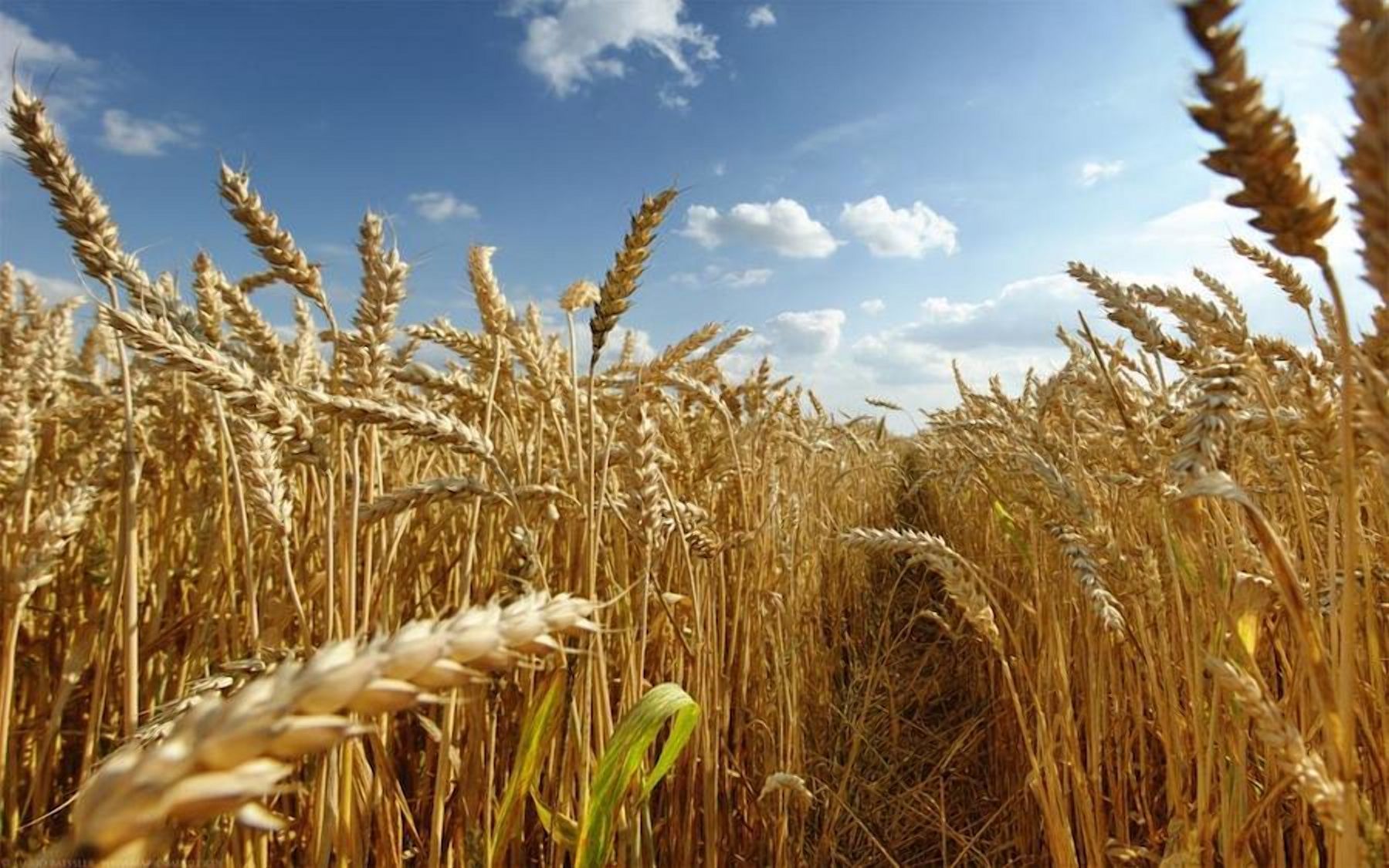 Ген урожайности пшеницы: ученые совершили фантастическое открытие - Агро