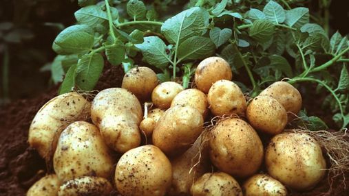 Рак картоплі: як вберегти свій урожай від хвороби