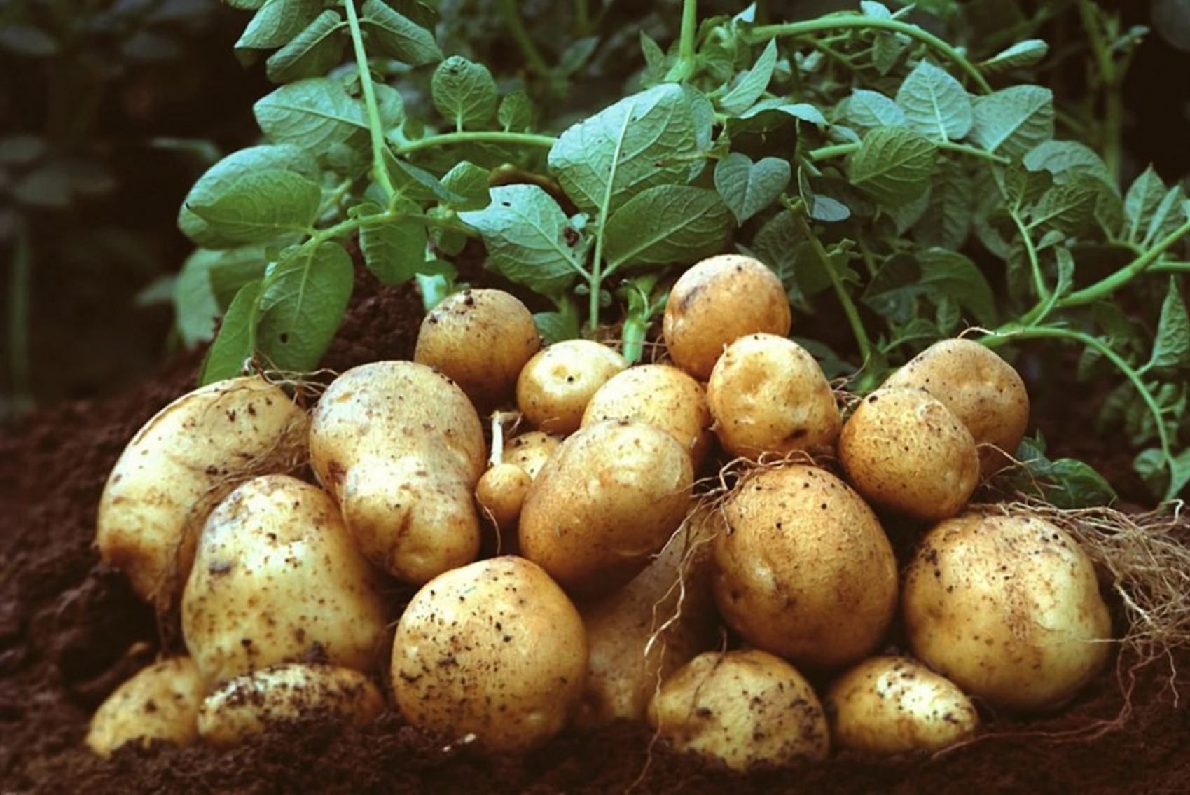 Рак картофеля: как уберечь свой урожай от болезни - Агро