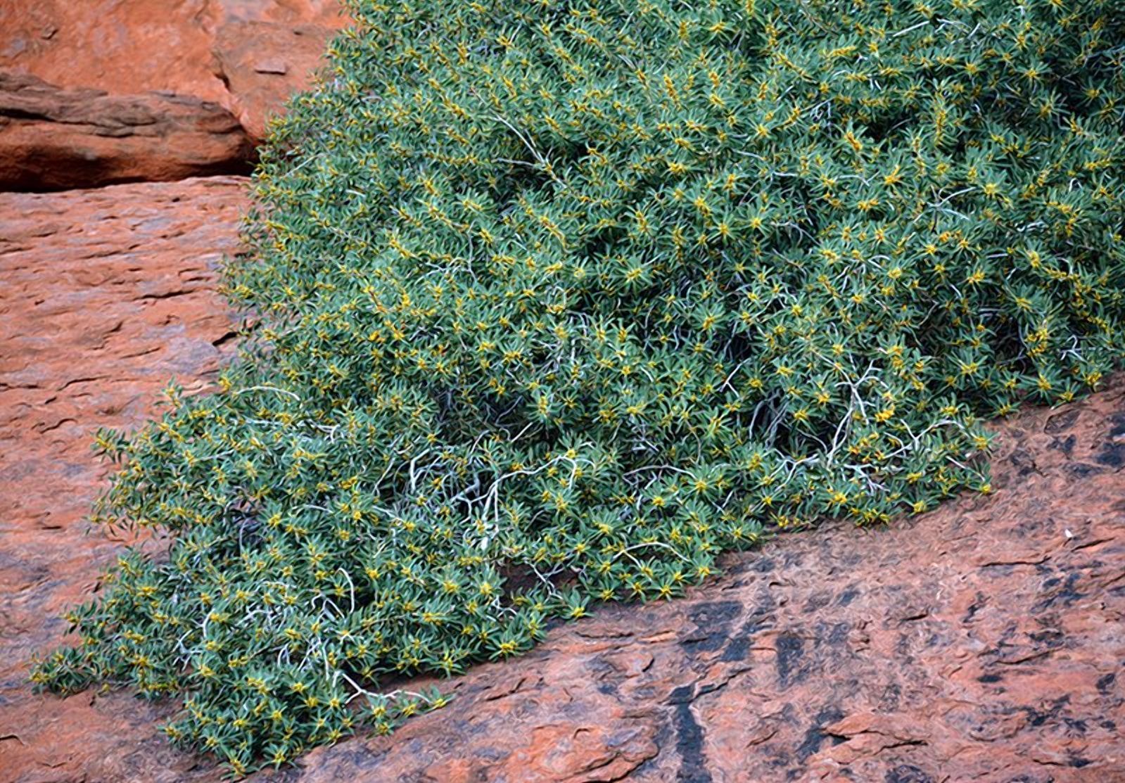 Знахідка на священній скелі в Австралії: вчені виявили нову рослину - Агро